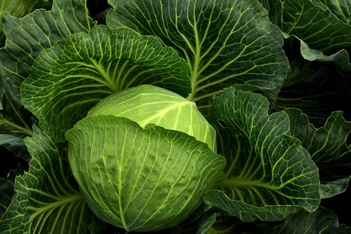 organic-vegies (1)