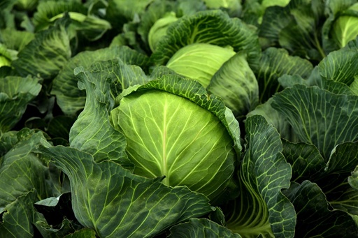 organic-vegies (4)